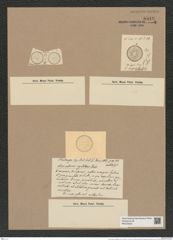 Coscinodiscus stelliger Grun. (de-Toni-Nr.: Genus 202, Species 5060) Zeichnungen Sammlung Grunow Nr. 8818 (NHMW-BOT-W0378433)